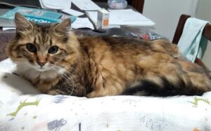 Valsamoggia, si cerca un gatto spaventato dal pelo folto, Milo risulta scomparso da giorni