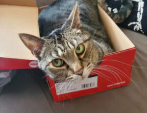 22 foto di gatti che sì, stanno proprio bene dentro le loro scatole