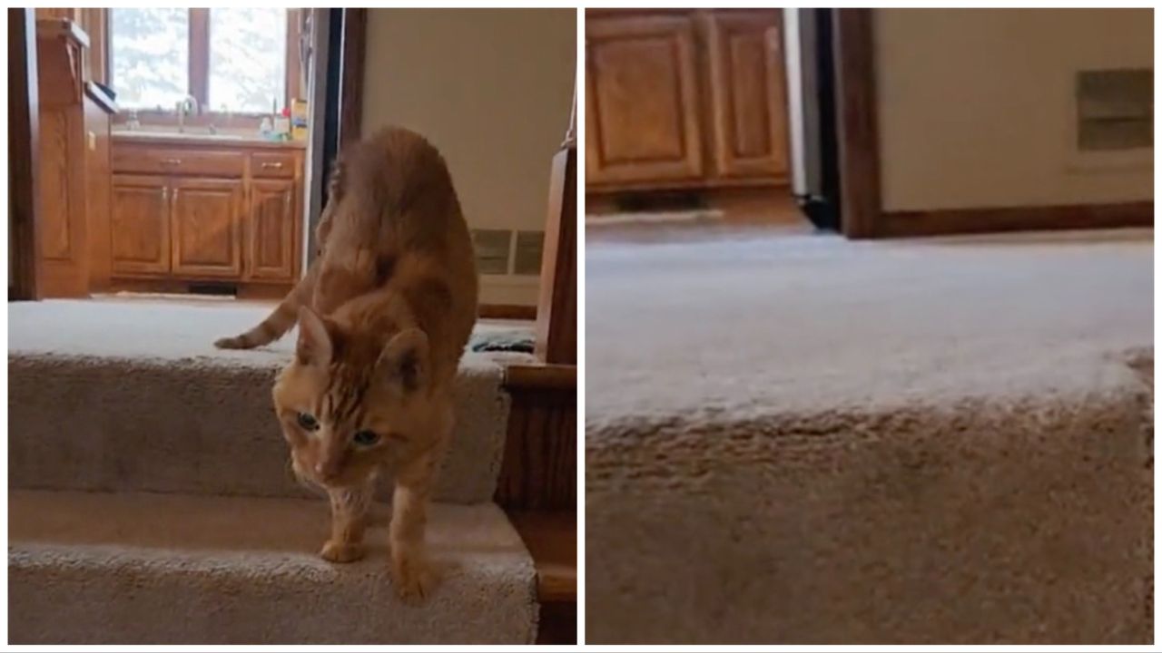 Prima e dopo perdita gatto