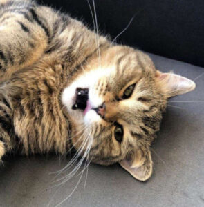 6 foto di gatti che provano a essere minacciosi ma suscitano solo risate e sospiri