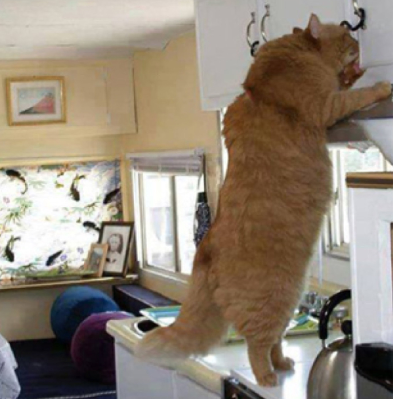 Gatto in cucina