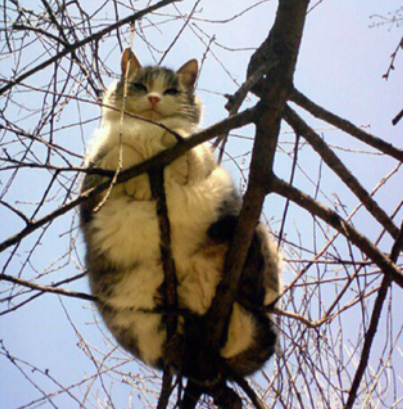 Gatto su un albero