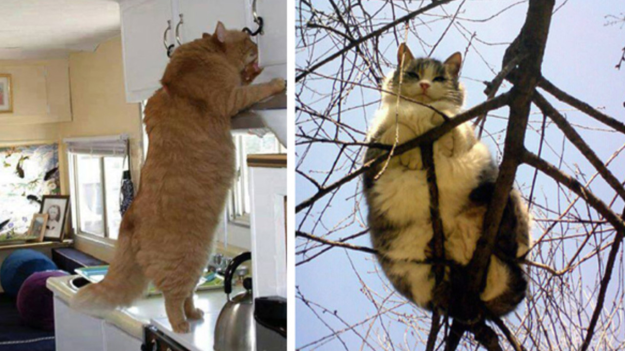 Gatti si arrampicano