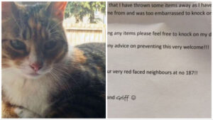La padrona del gatto invia un esilarante messaggio di scuse ai vicini dopo che il micio ha rubato della biancheria intima