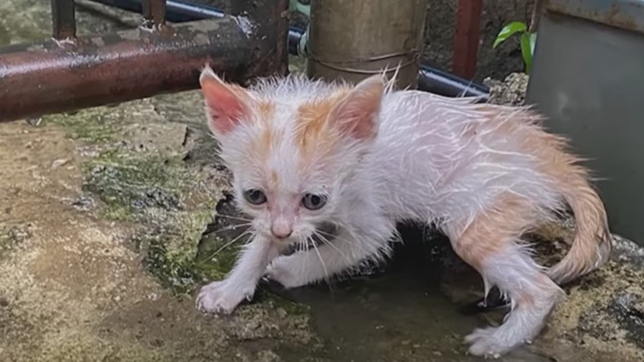 gattino sotto la pioggia