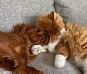Amore a prima vista: l’enorme gatto rosso e il cagnolino diventano inseparabili