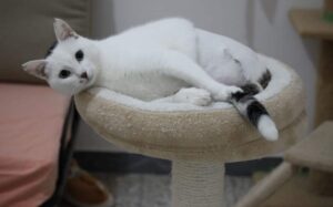 Birba, la gattina tripode cerca urgentemente una famiglia: sogna solo di essere felice
