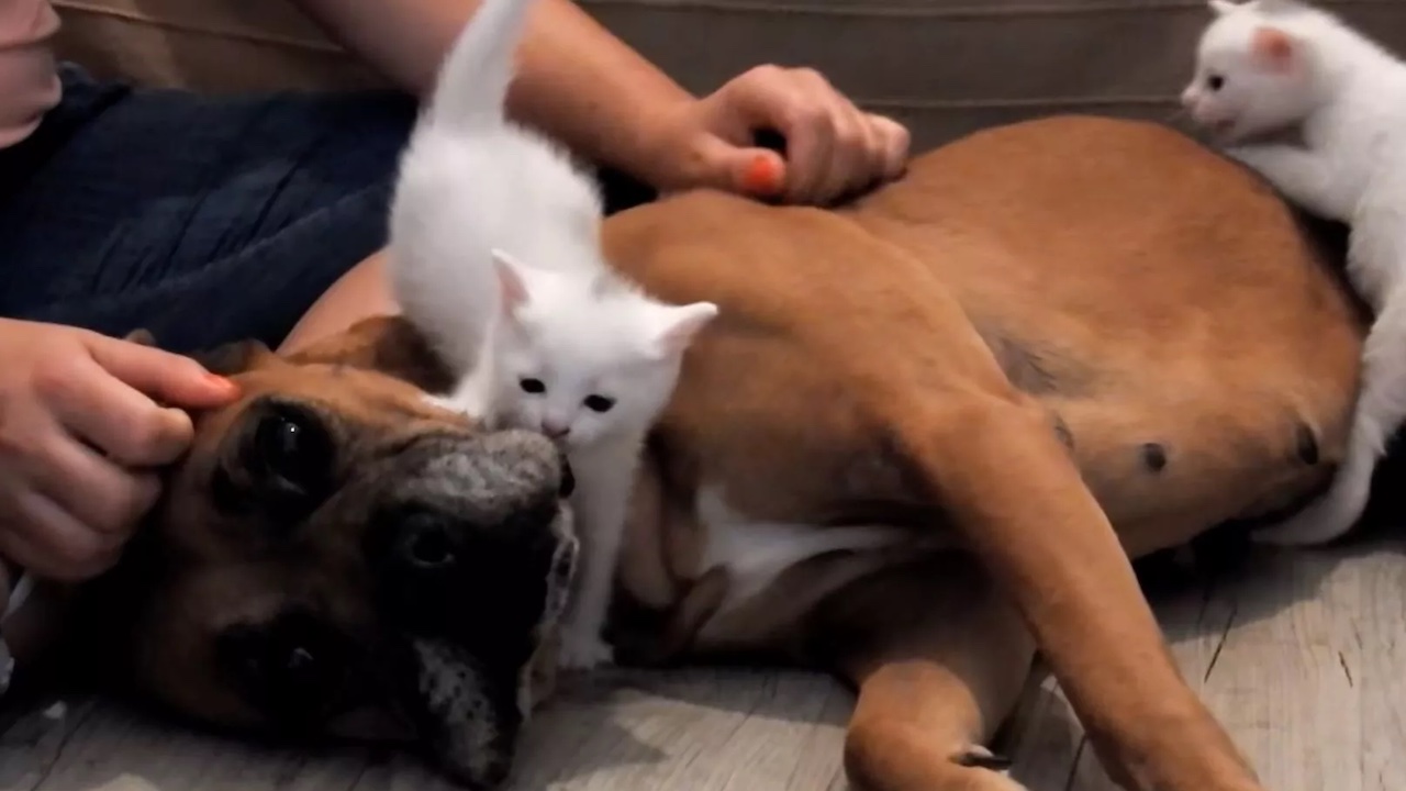 Boxer con un gattino