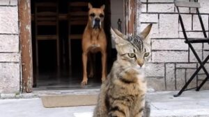 Boxer randagio salva una mamma gatta abbandonata e i suoi cuccioli