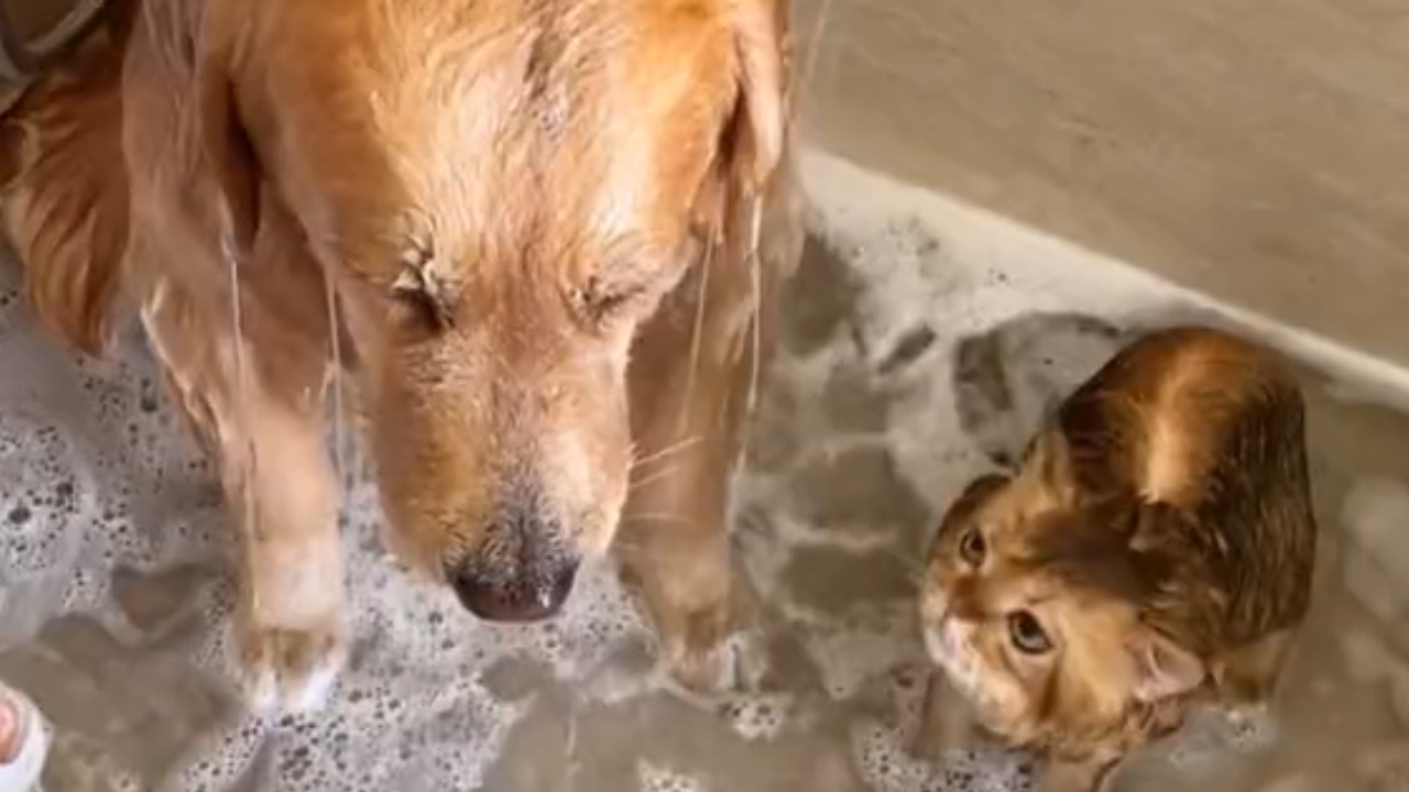 Cane e gatto fanno il bagnetto