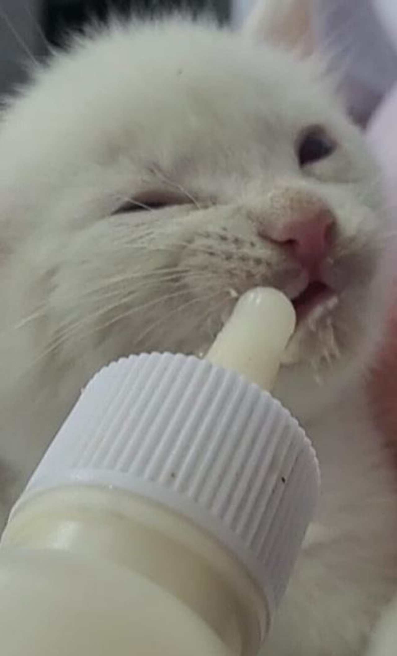 un gattino che beve il latte dal biberon