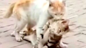 Catturano il momento in cui un gatto addolorato e disperato trascina il corpo senza vita della sua migliore amica