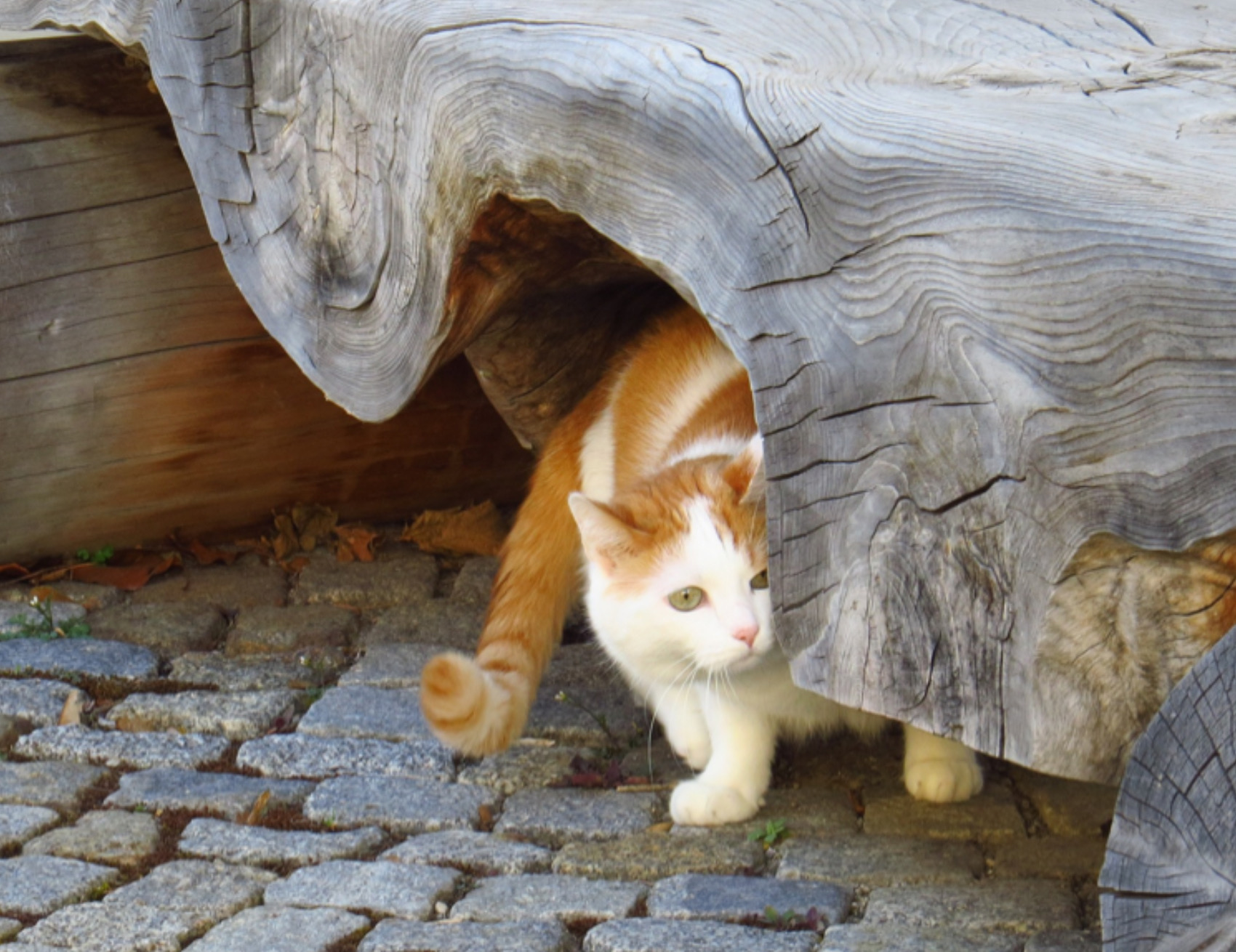Gatto nascosto sotto il legno