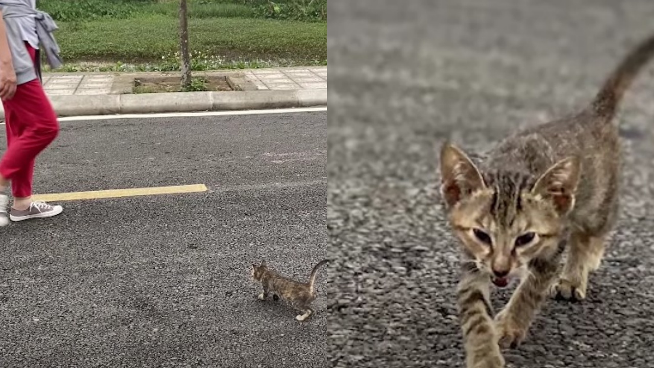 gattina in strada