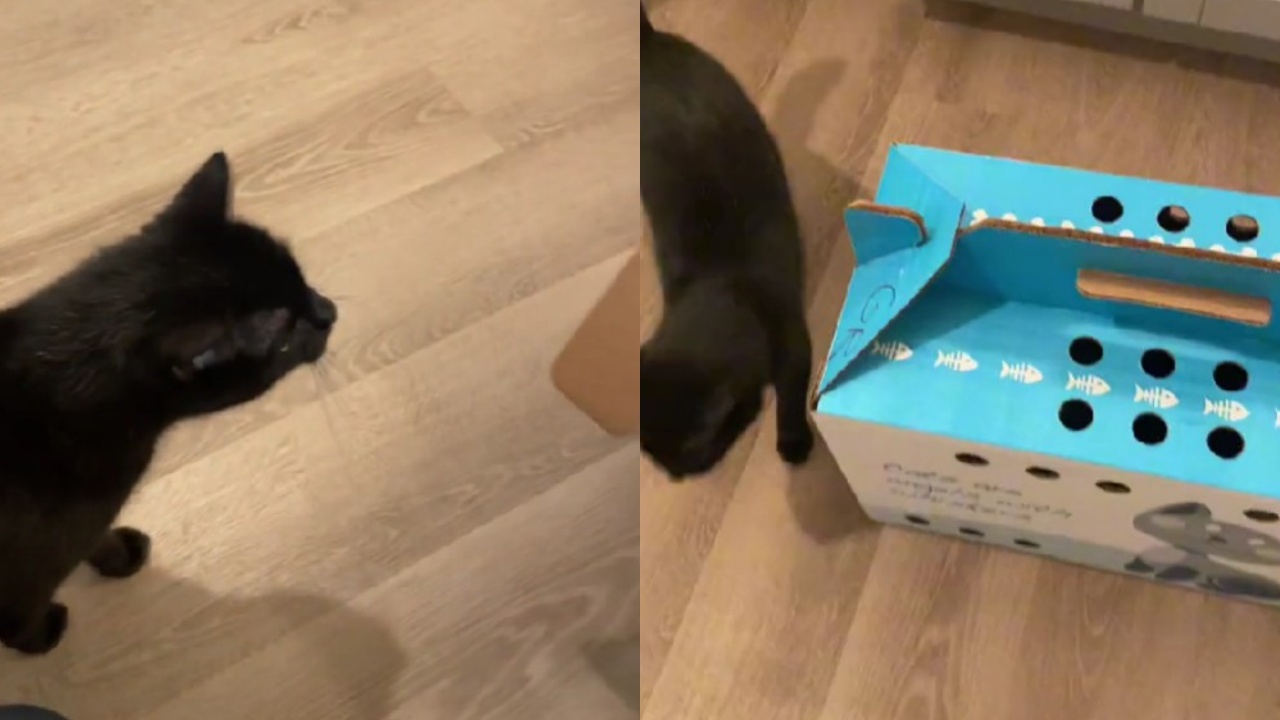 gatto e scatola
