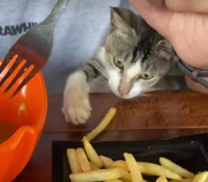 È il momento di pagare la fry tax: questo gatto pretende la sua quota di patatine fritte