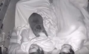 Non era l’insonnia a non farli dormire: le telecamere hanno mostrato il gatto e le sue malefatte