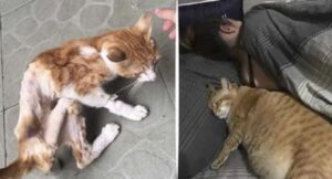 Il magrissimo gatto randagio è ufficialmente diventato un gattone felice: che viaggio, il suo