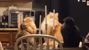 Cosa staranno facendo? La “seduta spiritica” di questi gatti sta affascinando tutti