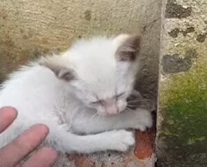 Cacciata via da ovunque, questa gattina nasconde la testa e piange disperata