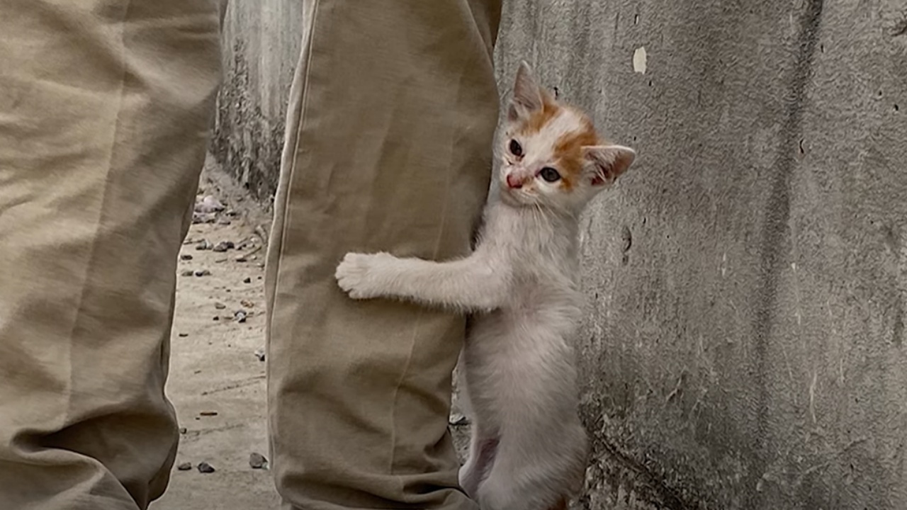 Gatto si aggrappa alle gambe dell'uomo