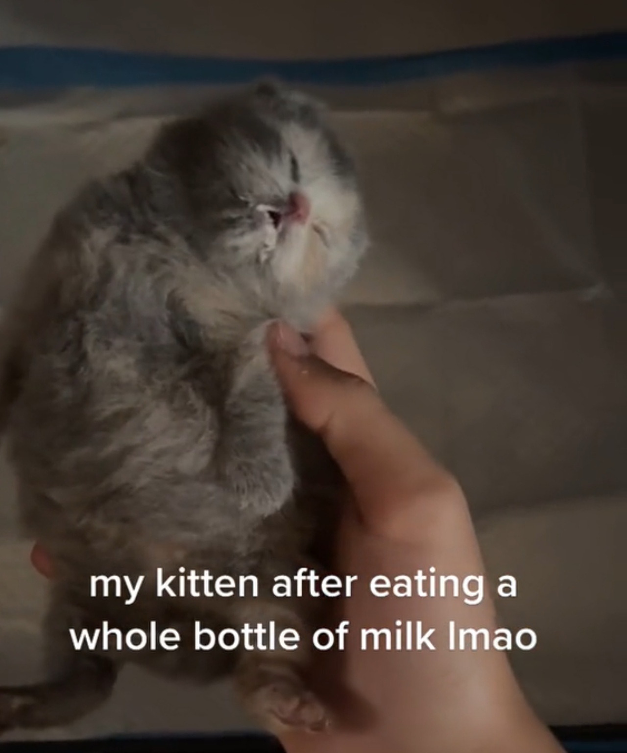 Gattino sazio di latte
