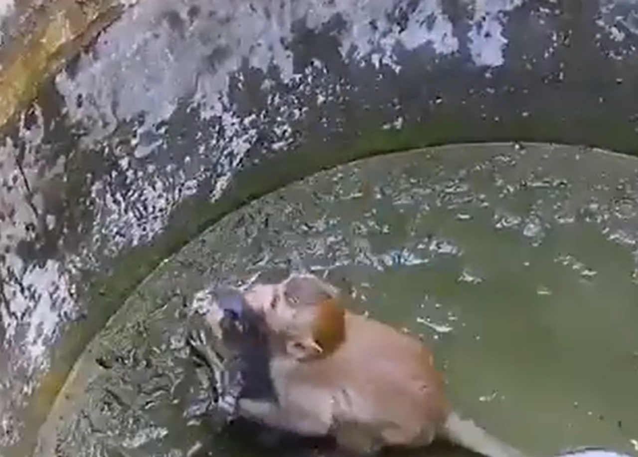 Scimmia prende in braccio un micio