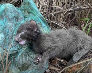 Era esausto: questo gattino piangeva chiedendo aiuto a tutti ma a nessuno importava