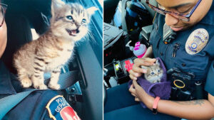 Gattino salvato dalla polizia