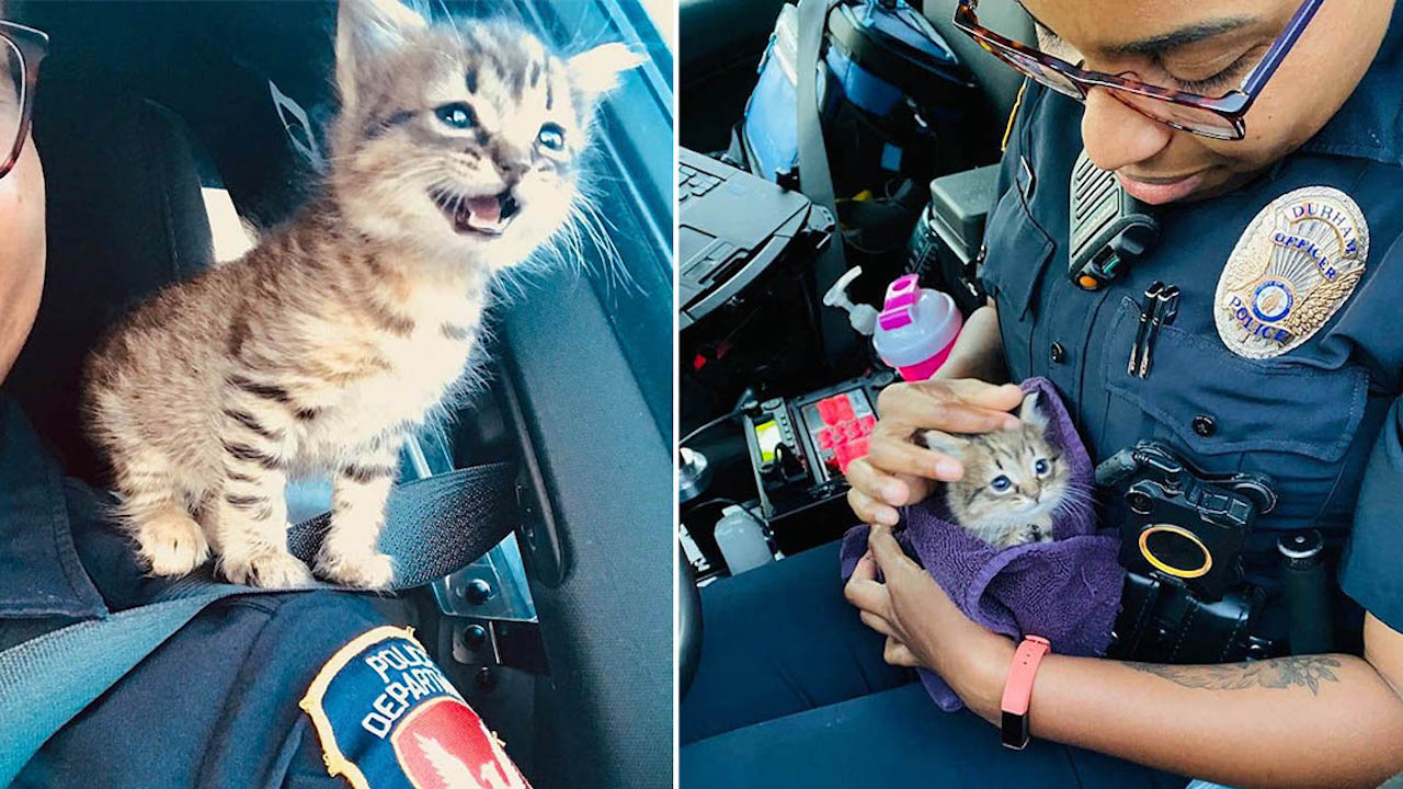 Gatto messo in salvo dai poliziotti