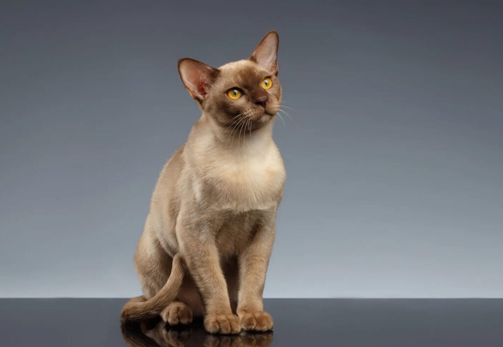 Gatto Burmese magro