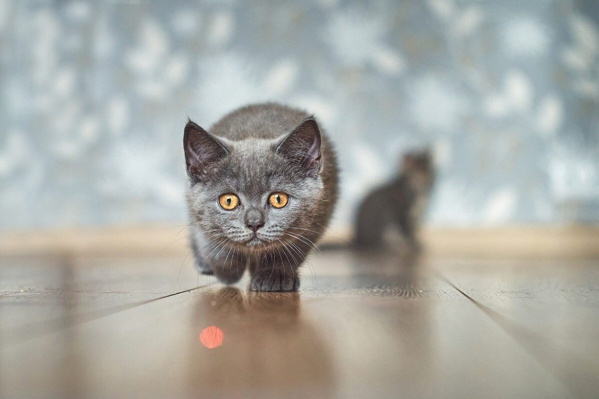 gatto insegue luce laser