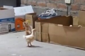 Questo è il modo molto particolare in cui il gatto fa la guardia a un gruppo di galline