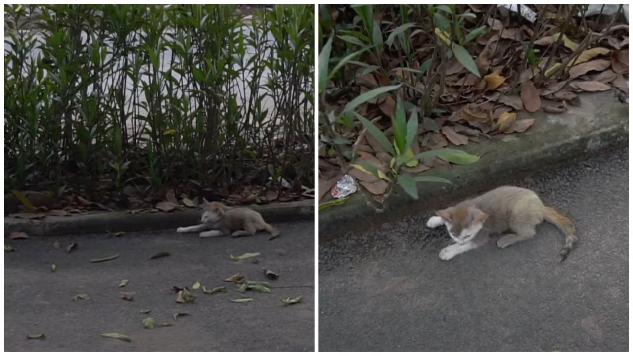 Gattina in strada chiede un pasto