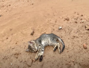 Giaceva svenuto e incosciente: questo gattino pensava di non poter sopravvivere, poi il miracolo