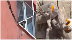 Hanno salvato la vita di questo gatto: era rimasto intrappolato in un palazzo in Turchia