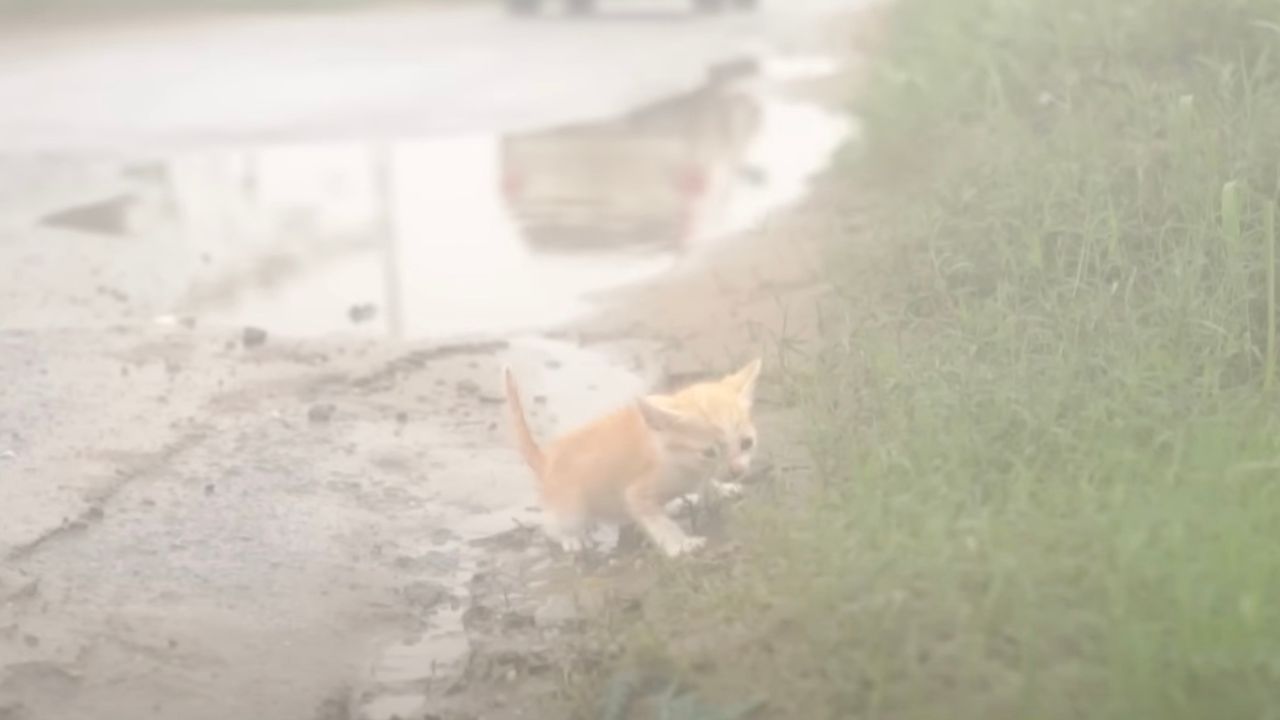 Gattina sperduta in strada