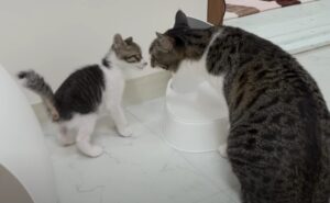 Il gattino appena adottato cerca una “strategia” per avvicinarsi al gatto più grande