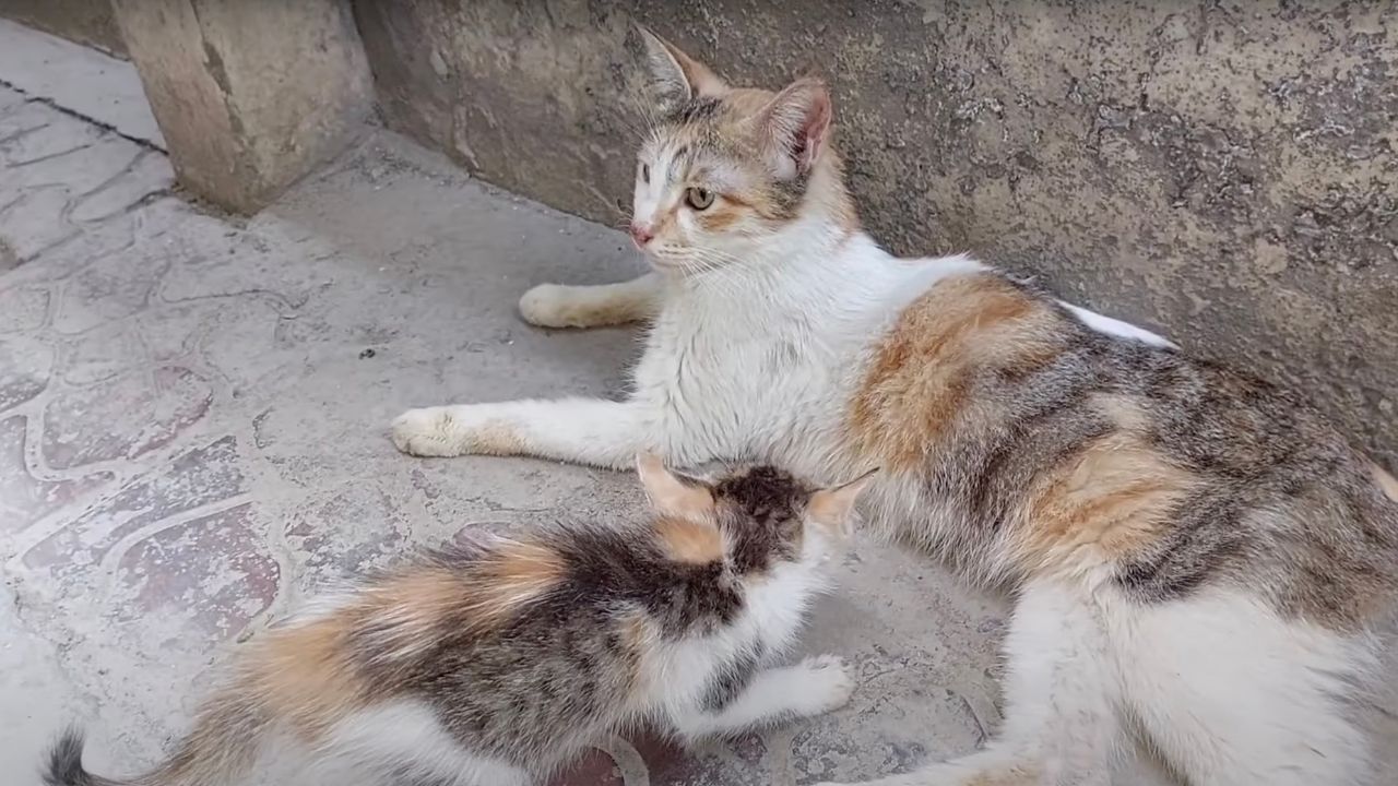 Gattino fa conoscenza con un gatto adulto
