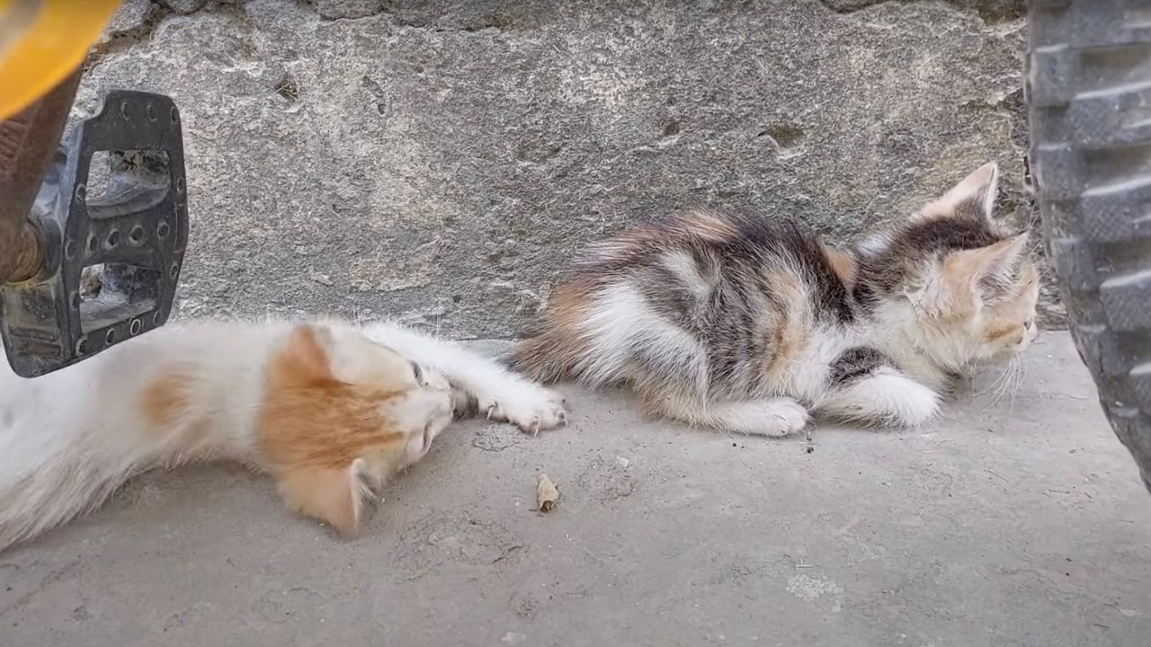 Mamma gatta trattiene cucciolo