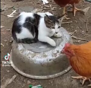 Il gattino nel pollaio sa come farsi rispettare: è lui il capo dell’intera banda