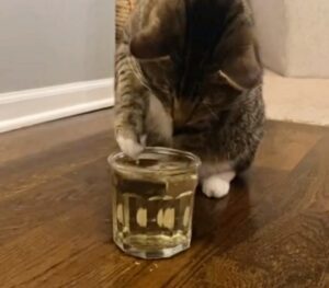Il gatto prova il tè di erba gatta per la prima volta: diventa immediatamente dipendente