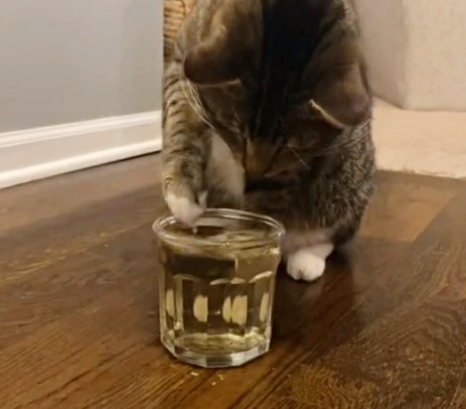 gatto beve tè
