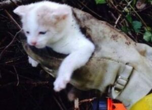 Il pompiere salva il gattino in difficoltà, poi incrocia il suo sguardo: così scatta l’amore