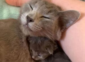In attesa di aiuto, un gatto sopravvive in una discarica insieme a sei gattini