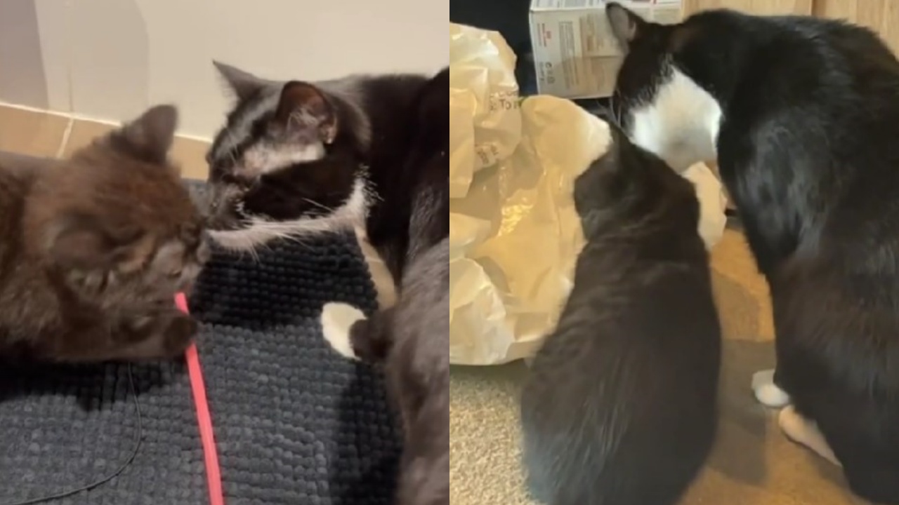 gatta e gattino