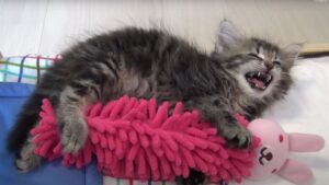 L’adorabile gattino pigro chiacchiera e abbraccia il suo amato coniglietto di peluche