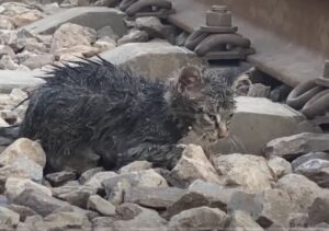 L’hanno trovato sui binari: questo gattino si reggeva a stento in piedi