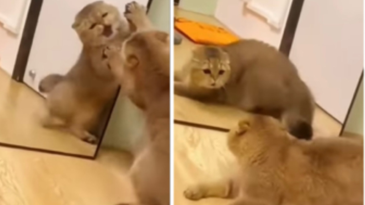 Gatto non capisce lo specchio
