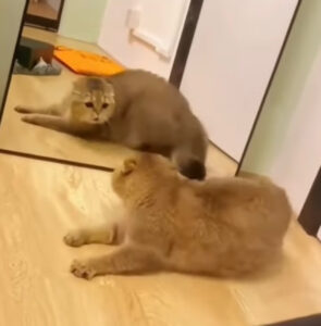 Momenti di puro terrore: questo gatto ha trovato uno “sconosciuto” proprio di fronte a lui